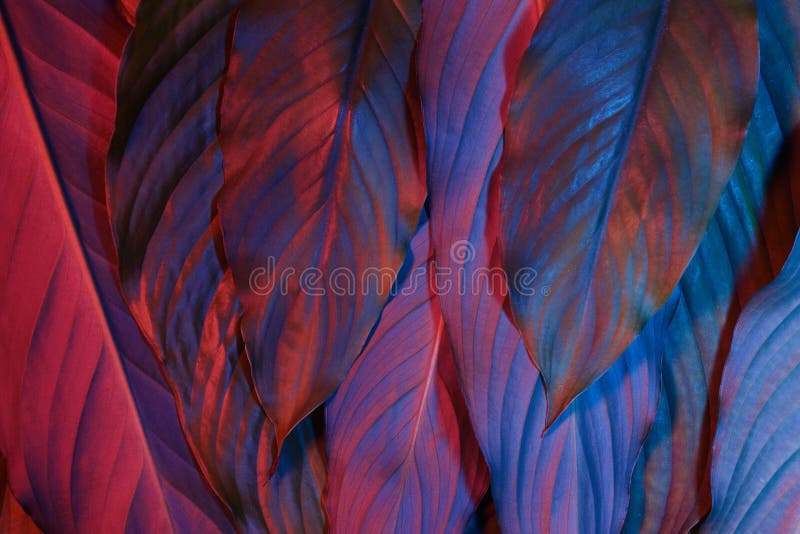 Blue and red neon glowing leaves on dark background. Jungle nature. Blue glow. Magic forest background. royalty free stock photography