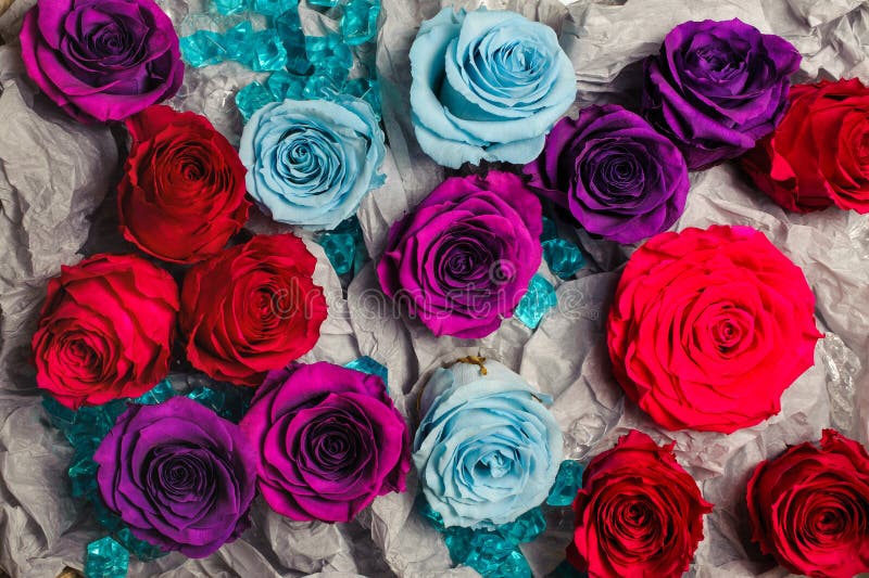 6,157 Red Blue Purple Roses Stock Photos Free & RoyaltyFree Stock