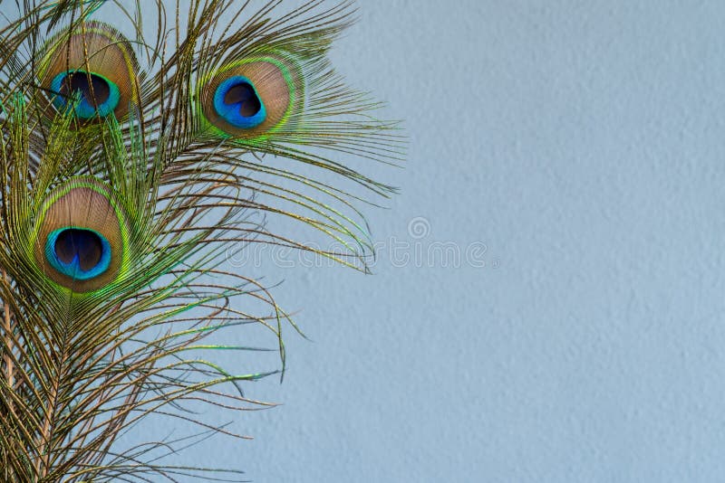 Peacock Border Wallpaper