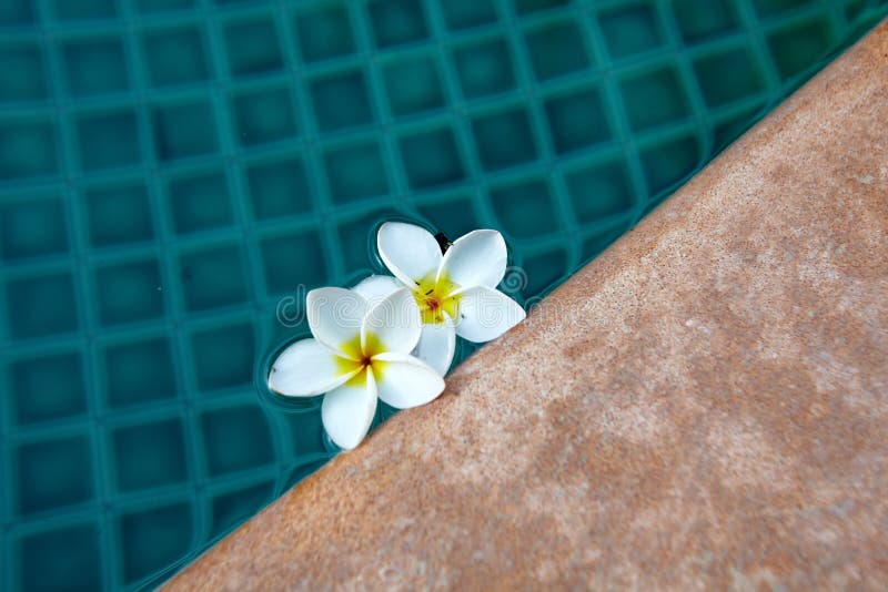 Blue resort swimming pool & white tropical flower