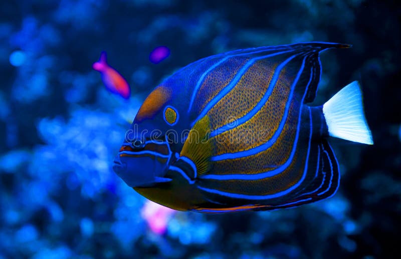 Blue ring angelfish (Pomacanthus annularis). Marine fish Stock Photo - Alamy