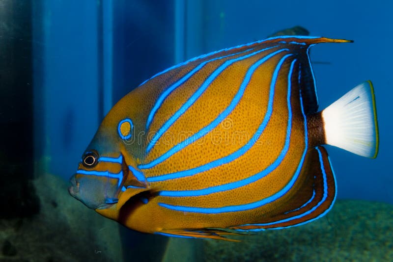 Beautiful Fish, Bluering Angelfish, Pomacanthus Annularis in Blue Aquarium  Water. Stock Image - Image of natural, marine: 267445431