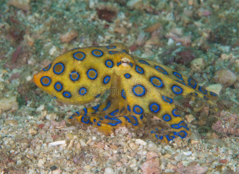 Blue ring octopus stock photo