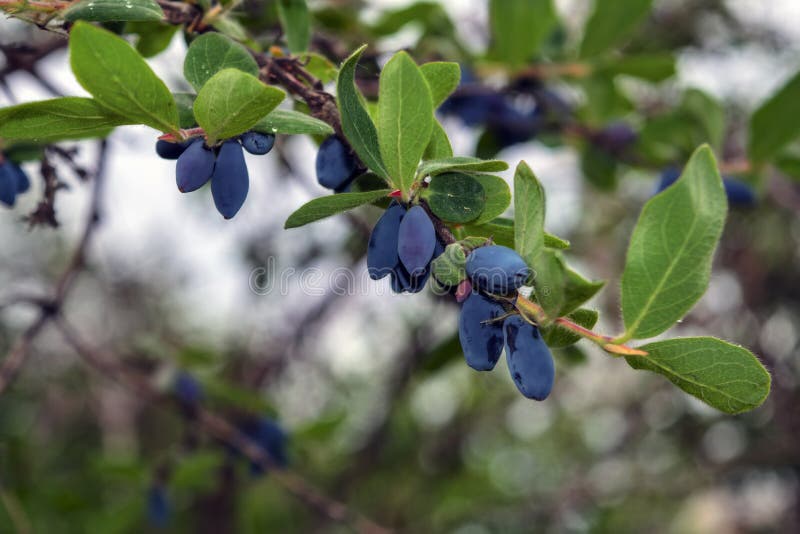 Blue ripe berries of honeysuckle on the branch with leaves of a bush. Lonicera edulis royalty free stock photography Blue ripe berries of honeysuckle on the branch with leaves of a bush. Lonicera edulis royalty free stock photography