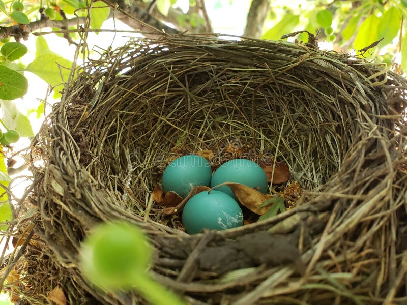 1 273 Robin Egg Photos Free Royalty Free Stock Photos From Dreamstime