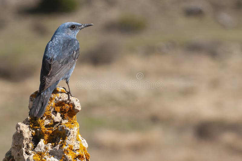 ffxiah slice bluetail ffxiah slice bluetail