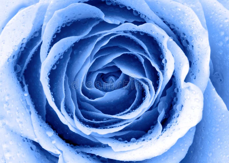White blue rose stock photo. Image of delightful, lovely 622696