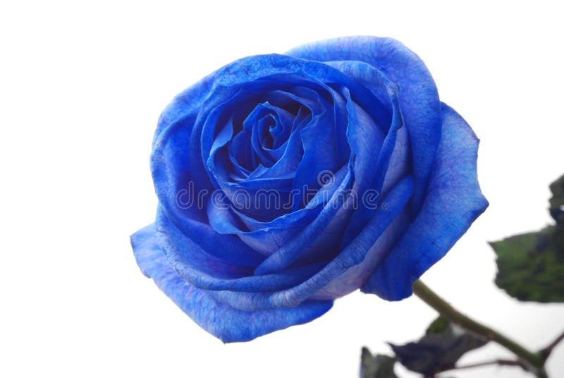 Blue rose