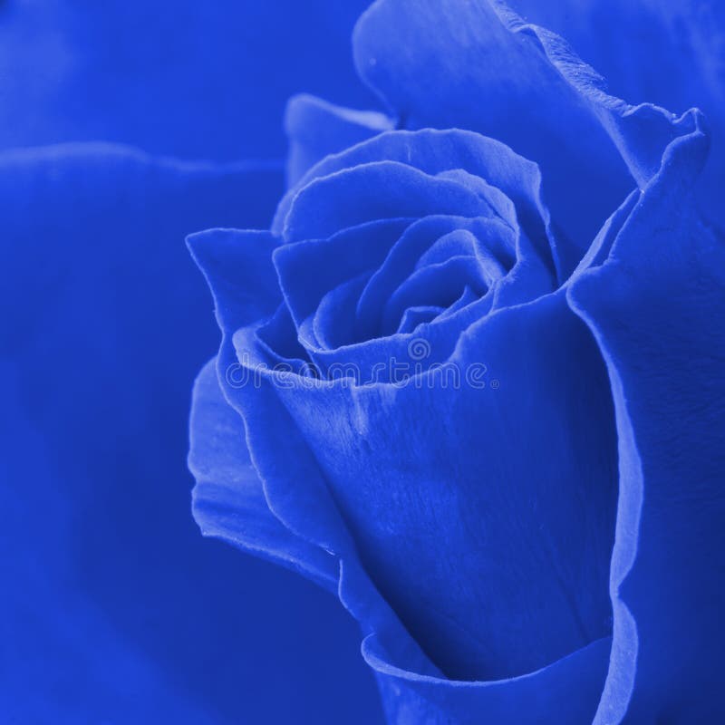 Blue rose