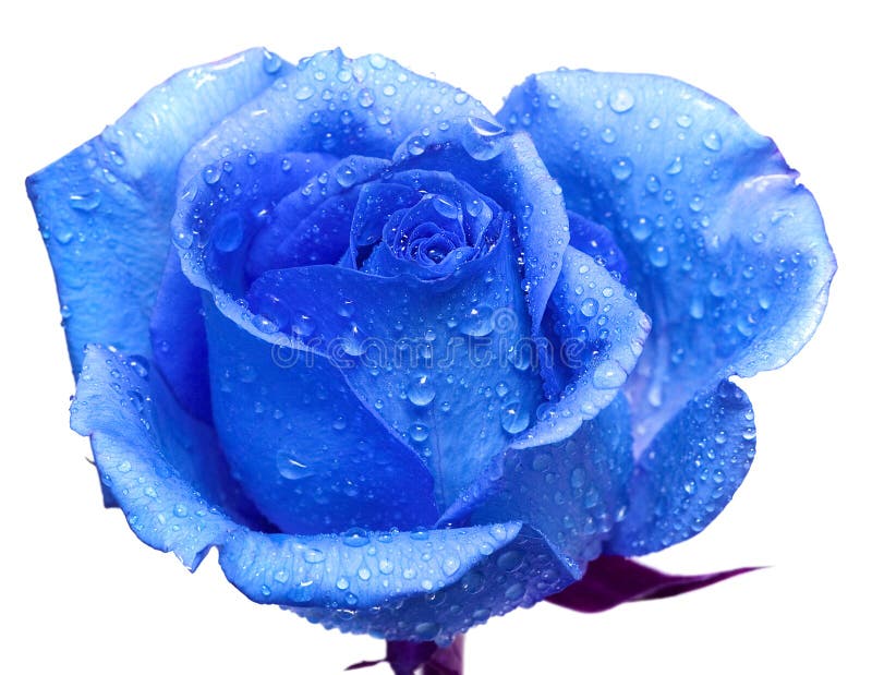 Blue rose