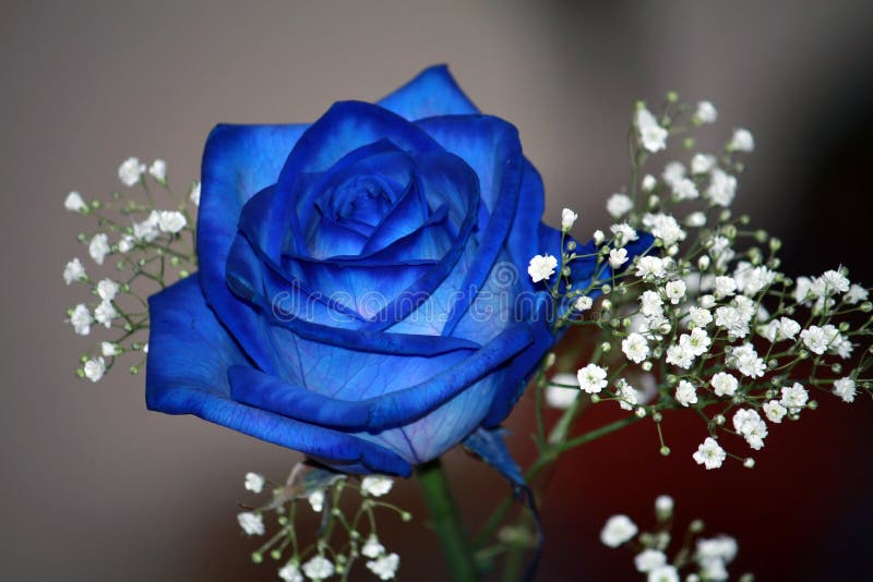 Rosa Bild: Sky Blue Blue Rose Images For Whatsapp Dp