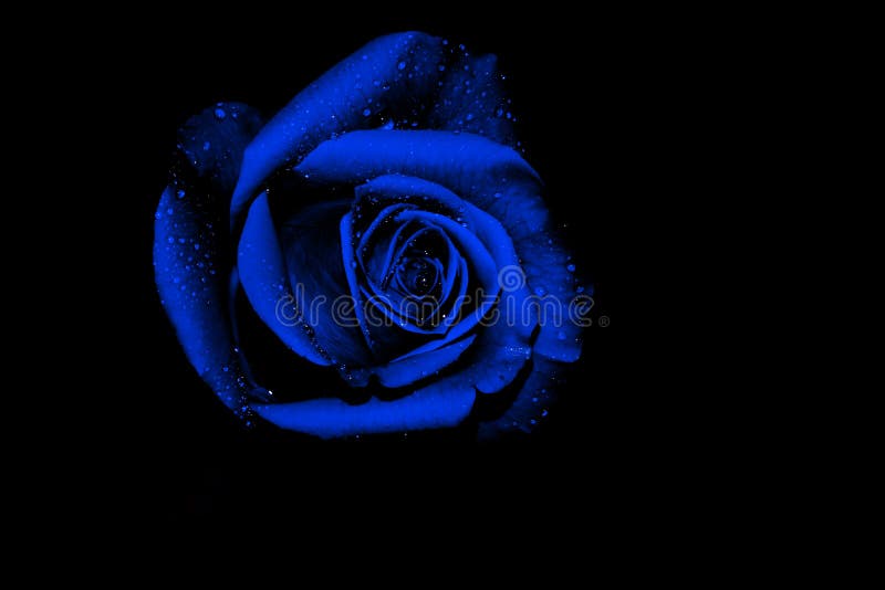 Blue Rose on Black Background Stock Photo - Image of design, blossom