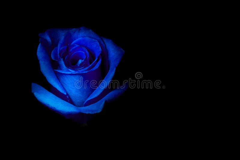Blue Rose on Black Background Stock Image - Image of floral, valentine