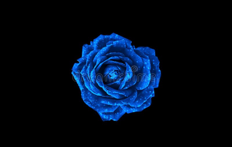 Hoa hồng xanh trên nền đen: Một loài hoa hồng xanh lạ mắt và độc đáo sẽ khiến bạn phải đắm say. Hãy để bức ảnh này mang tới cho bạn một trải nghiệm trực quan mới mẻ và đầy thú vị.