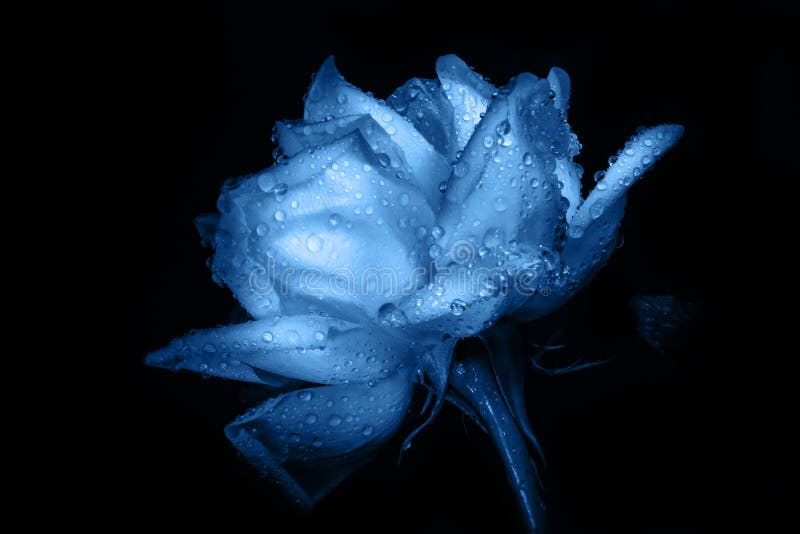Blue Rose Flower In Drops Of Water On A Dark Background Stock Photo Image Of Copyspace Celebration
