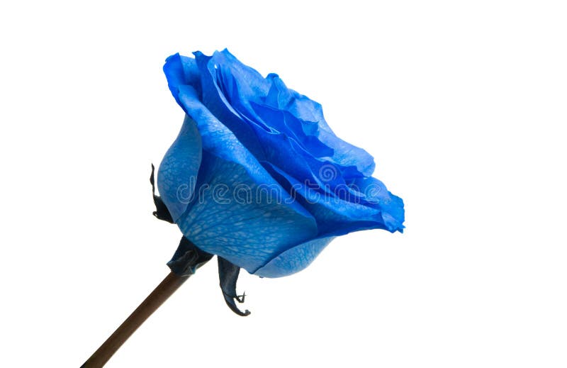 Blue rose isolated stock photo. Image of garden, blue 175106182