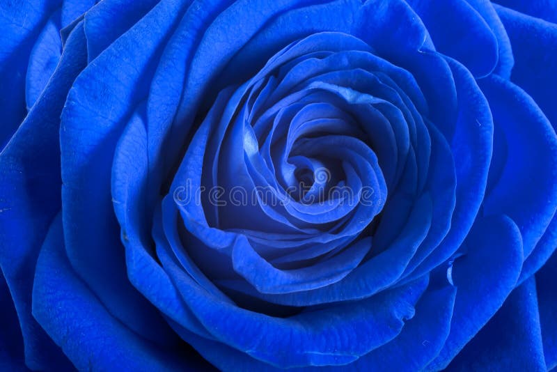 Blue Rose Petals As Background Stock Photo Image of petals, happy