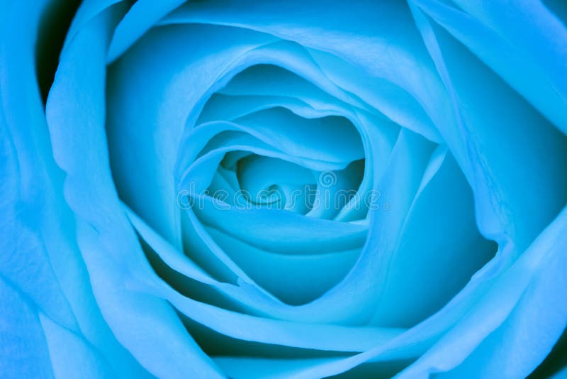 Blue rose petals stock photo. Image of detail, aroma 34806262