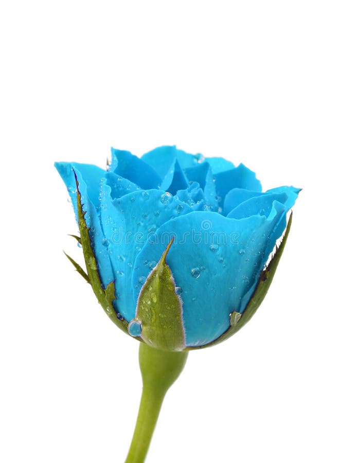 Blue rose with water droplets on white