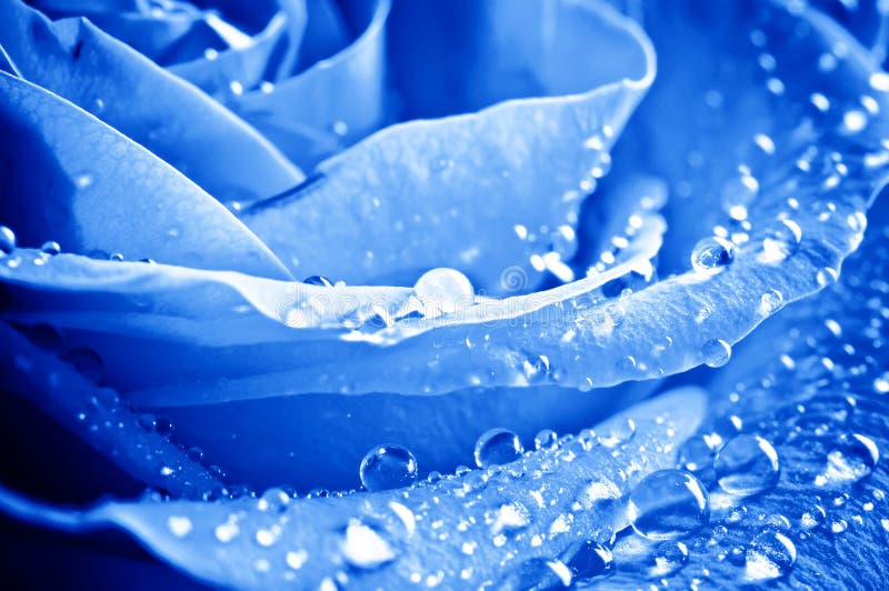 Blue rose with water drops