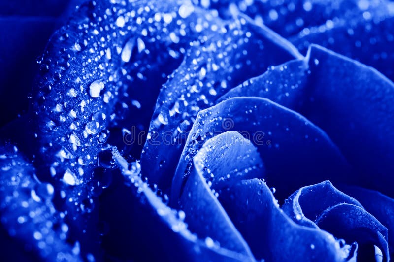 Blue rose with water drops