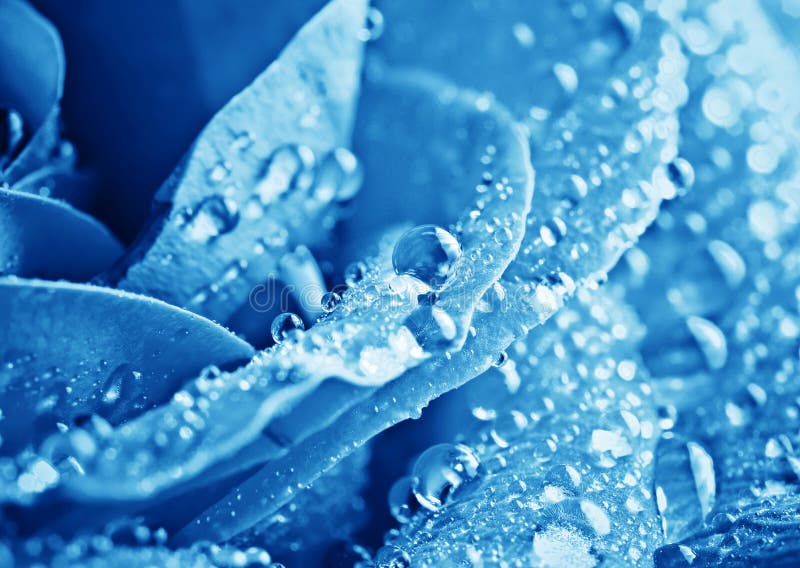 Blue rose with water drops