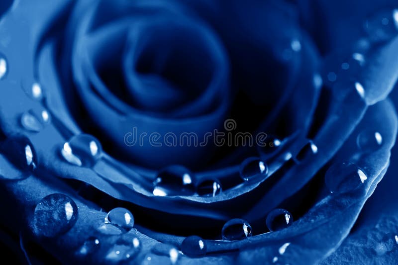 2 522 Blue Rose Water Drops Photos Free Royalty Free Stock Photos From Dreamstime