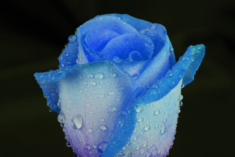 Beautiful Blue Rose Dew Drops Black Photos Free Royalty Free Stock Photos From Dreamstime