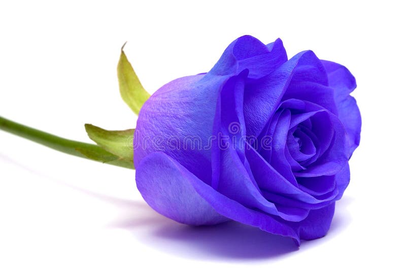 Blue rose on white