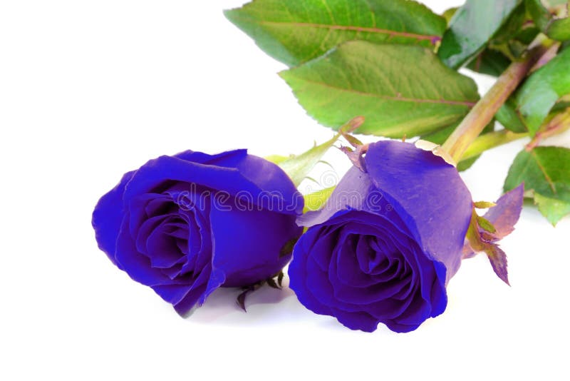 Blue roses isolate on white background