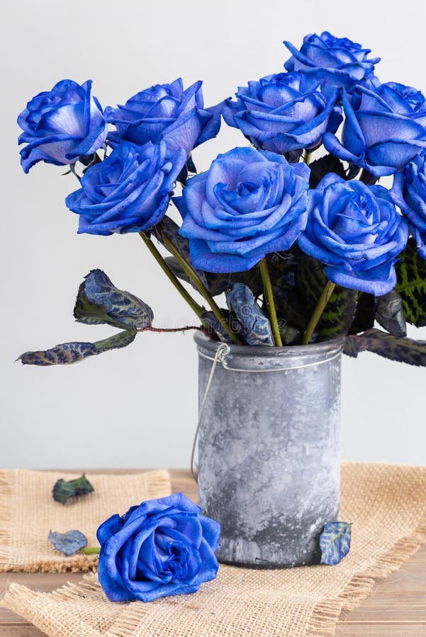 64,273 Blue Roses Stock Photos Free & RoyaltyFree Stock Photos from Dreamstime
