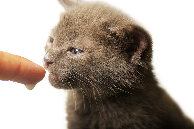 Blue Russian Dolls stock image. Image of matriosca, russia 1515905