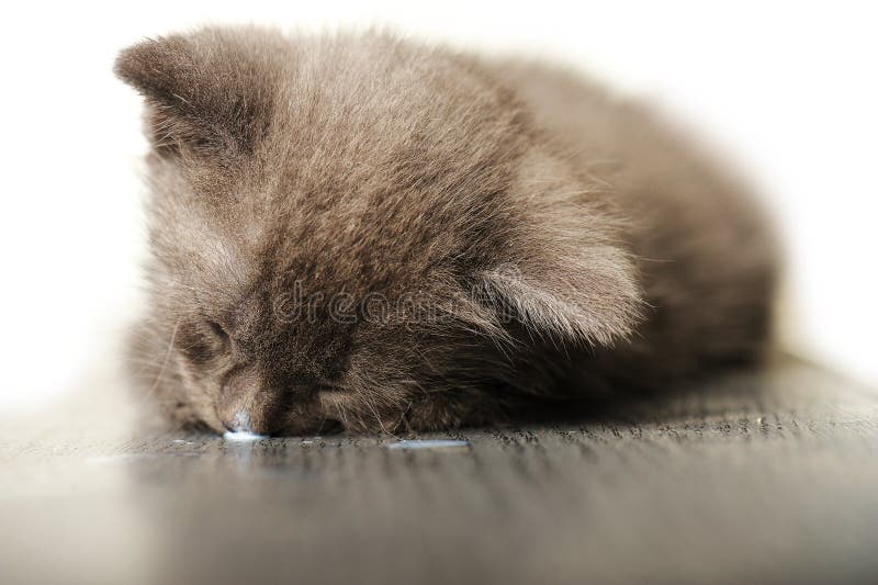 Blue Russian Dolls stock image. Image of nest, matrioshka 2362073