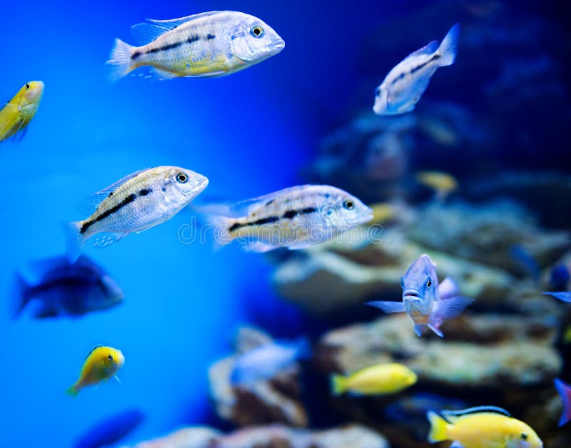Blue saltwater aquarium stock photo. Image of aquarium - 14402288