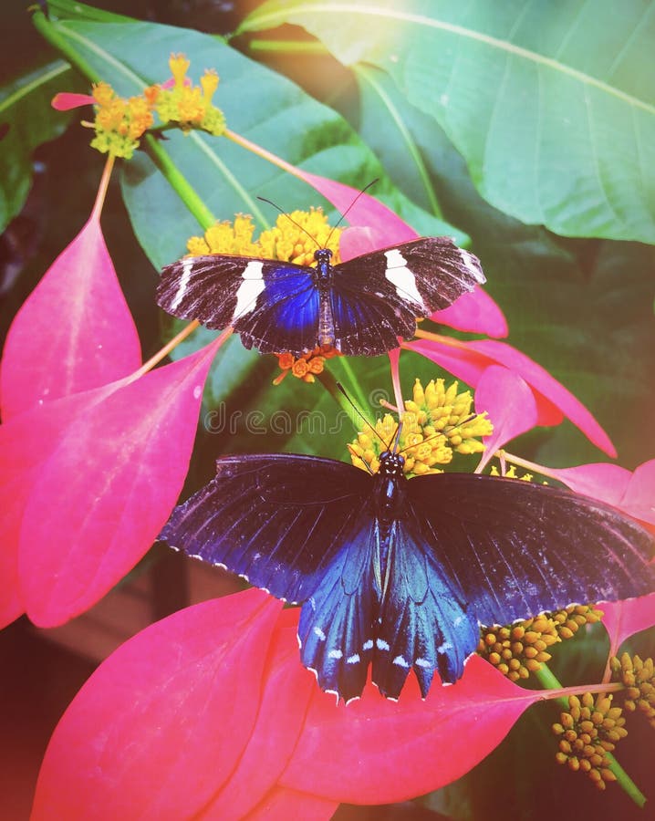 A blue sara butterfly resting on a poinsettia plants. Inside Magic Wings Butterfly Conservatory and Gardens in South Deerfield, Massachusetts,United States stock images A blue sara butterfly resting on a poinsettia plants. Inside Magic Wings Butterfly Conservatory and Gardens in South Deerfield, Massachusetts,United States stock images