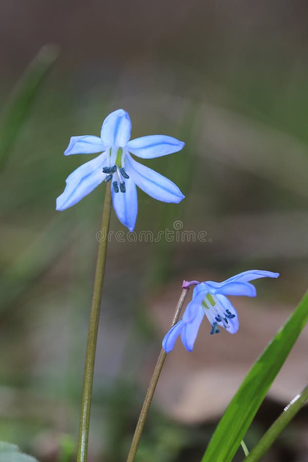 Blue scilla bifolia flowers royalty free stock images