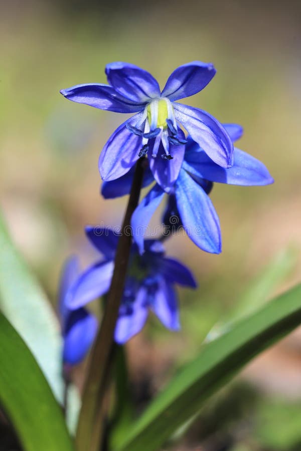 Blue scilla bifolia spring flowers royalty free stock photography