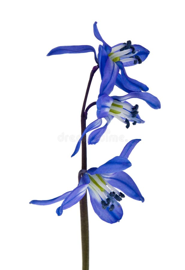 Blue Scilla Isolated on White Background. Spring Flowers Stock Photo ...