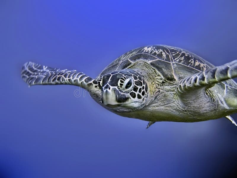 Verde tortuga nadar tranquilamente en azul el mar.