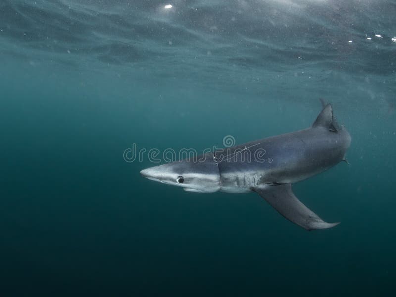 Blue Shark, Cornwall. Prionace glauca