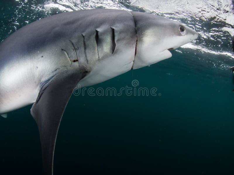 Blue Shark, caught in fishing line. Cornwall. Prionace glauca