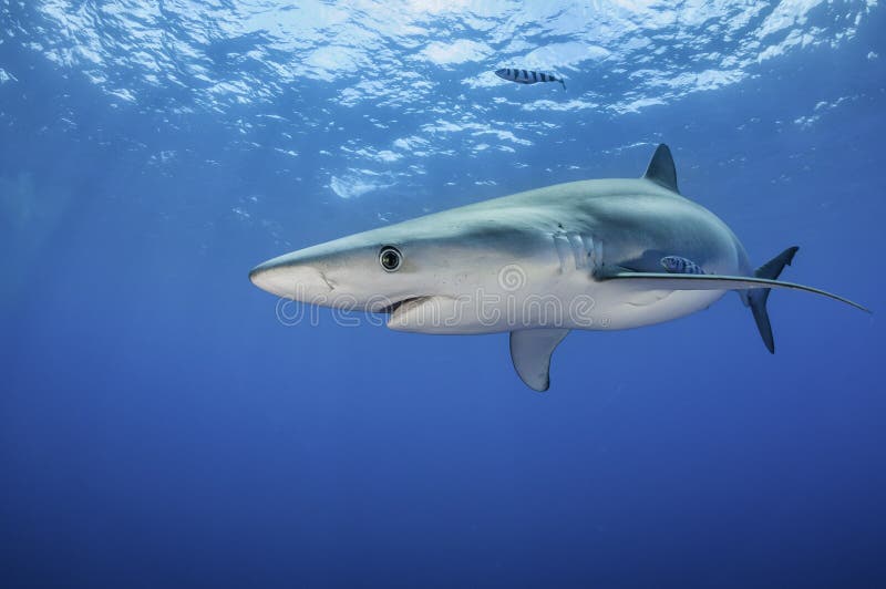 Underwater vew of a blue shark at the dive site Azores Banks, Pico Island, Azores, Portugal.