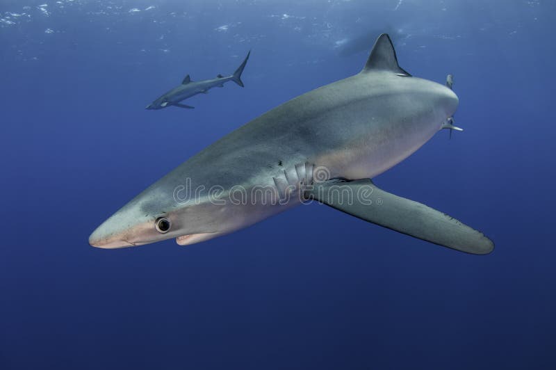 Underwater vew of blue sharks at the dive site Azores Banks, Pico Island, Azores, Portugal.