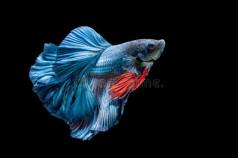 Blue siamese fighting fish, betta splendens isolated stock photo Blue siamese fighting fish, betta splendens isolated stock photo