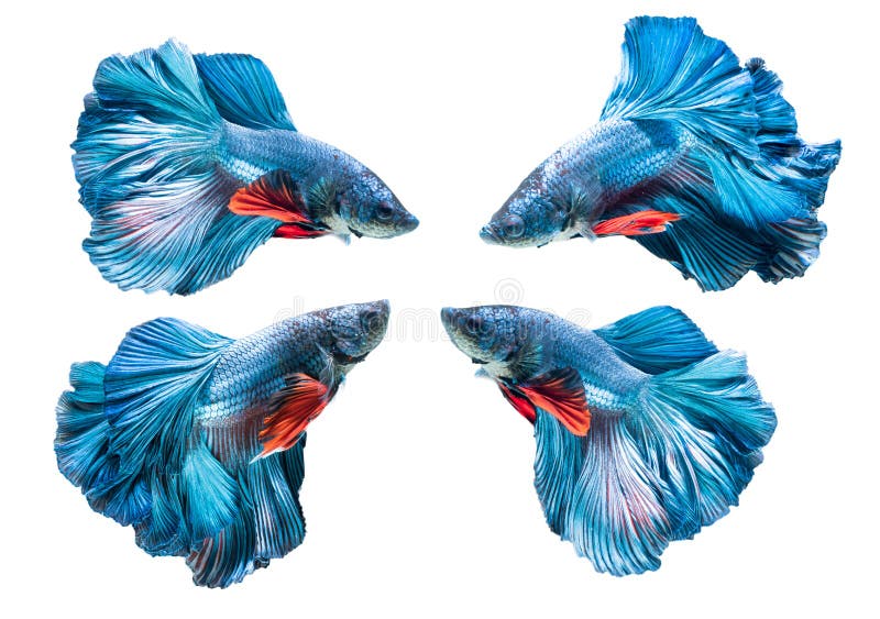 Blue siamese fighting fish, betta splendens isolated stock photography Blue siamese fighting fish, betta splendens isolated stock photography