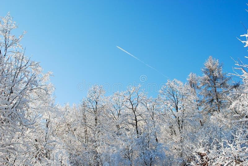 The blue sky above the frozen branches of trees