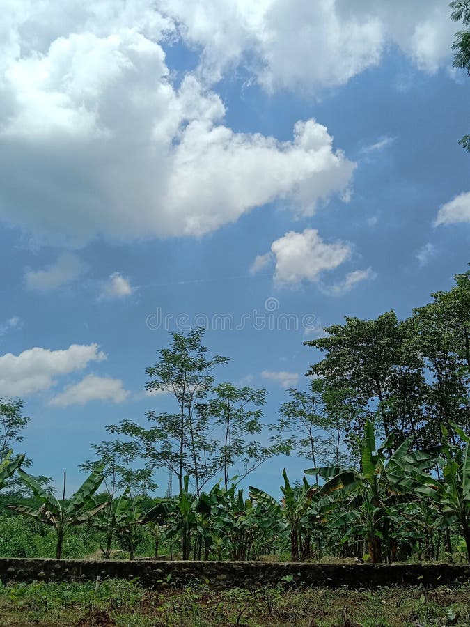 Blue sky with bananas tree stock photo. Image of bananas 274542734