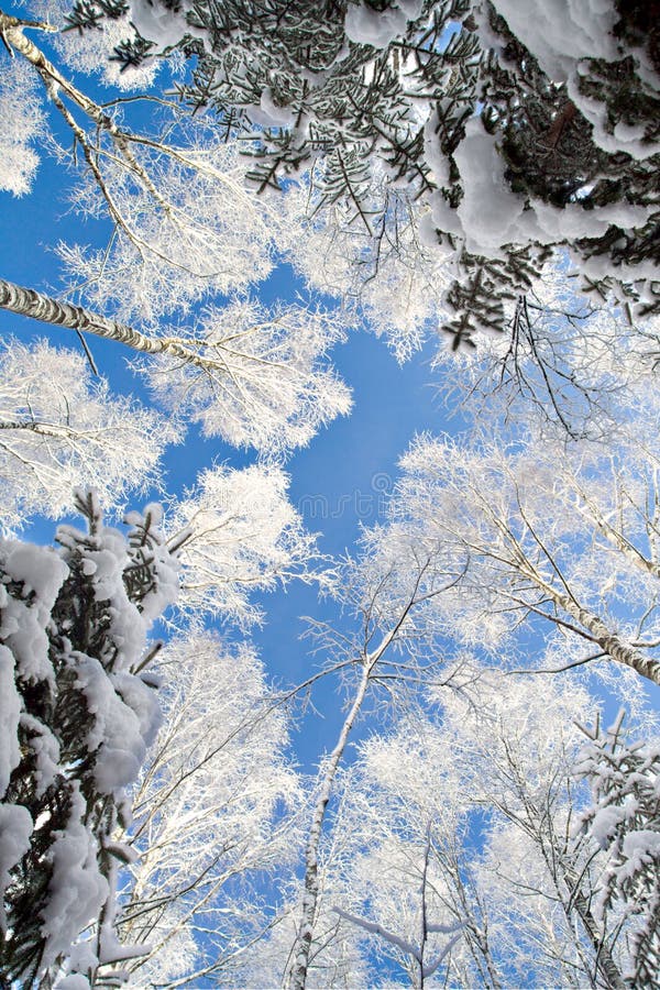 Blue Sky in Beautiful Winter Forest Stock Image - Image of tree, nature ...