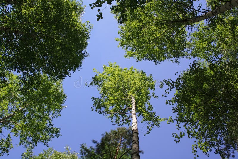 The blue sky through foliage of trees