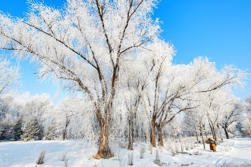 The blue sky and forest with rime